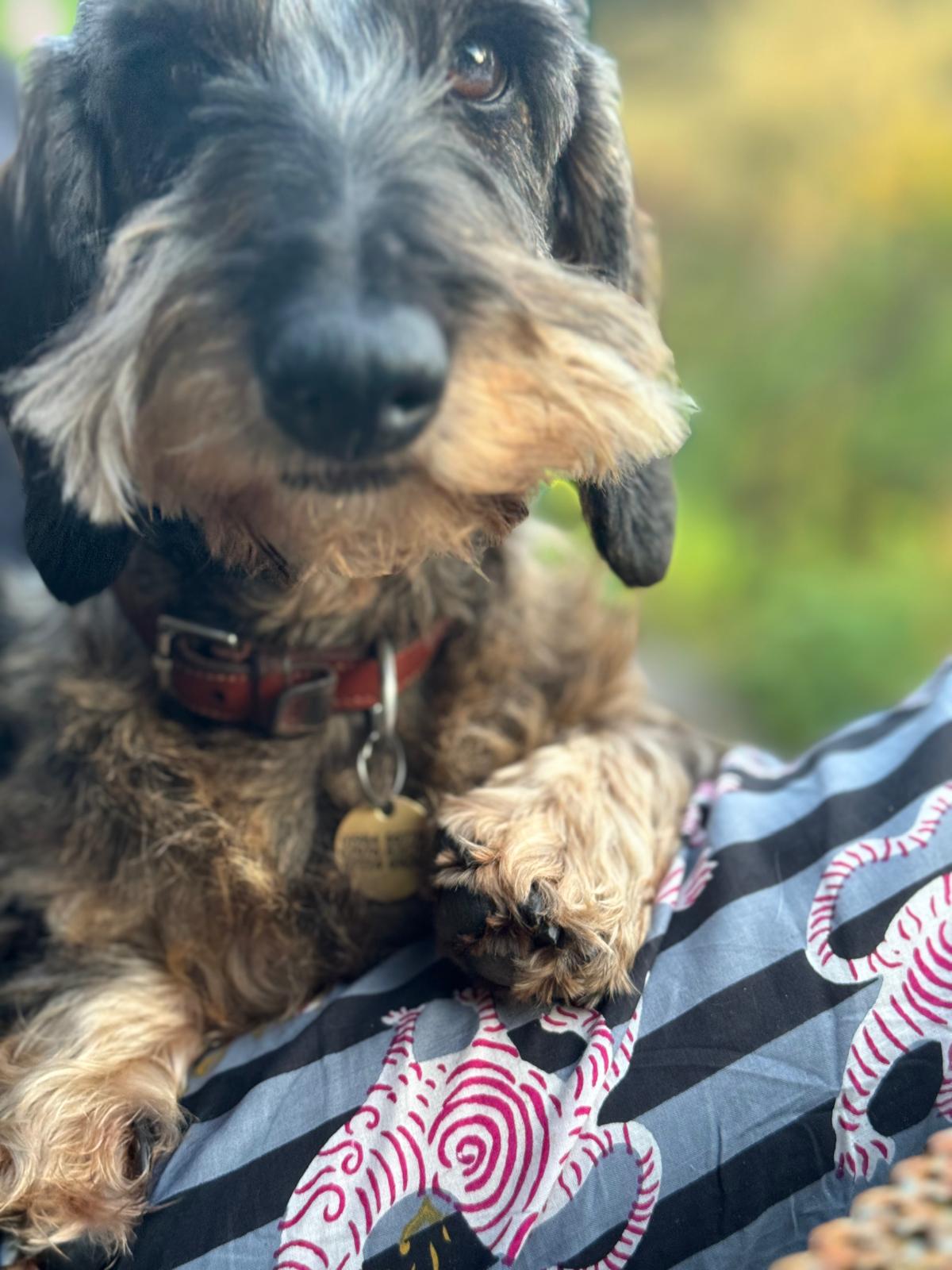 Pyjamas Tiger Tiger ~ Noir